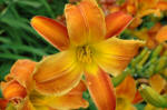 Hemerocallis - Day Lily Apricot Beauty